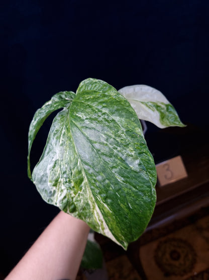 Amydrium Medium Variegata