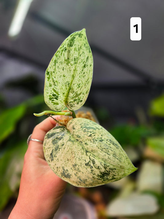 Scindapsus Jade Satin Marble Queen Small