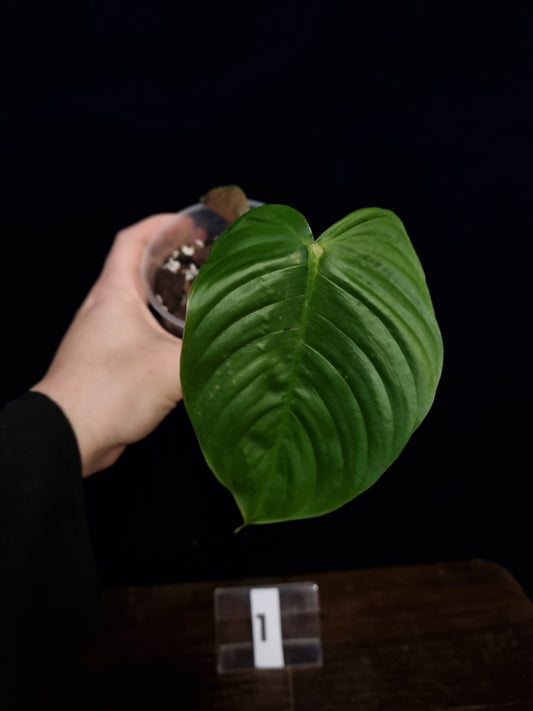 Philodendron Tenue