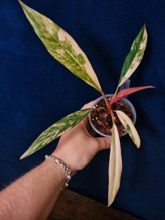 Philodendron Caramel Marble