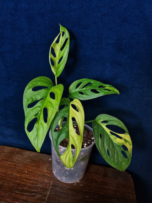 Monstera Adansonii Aurea