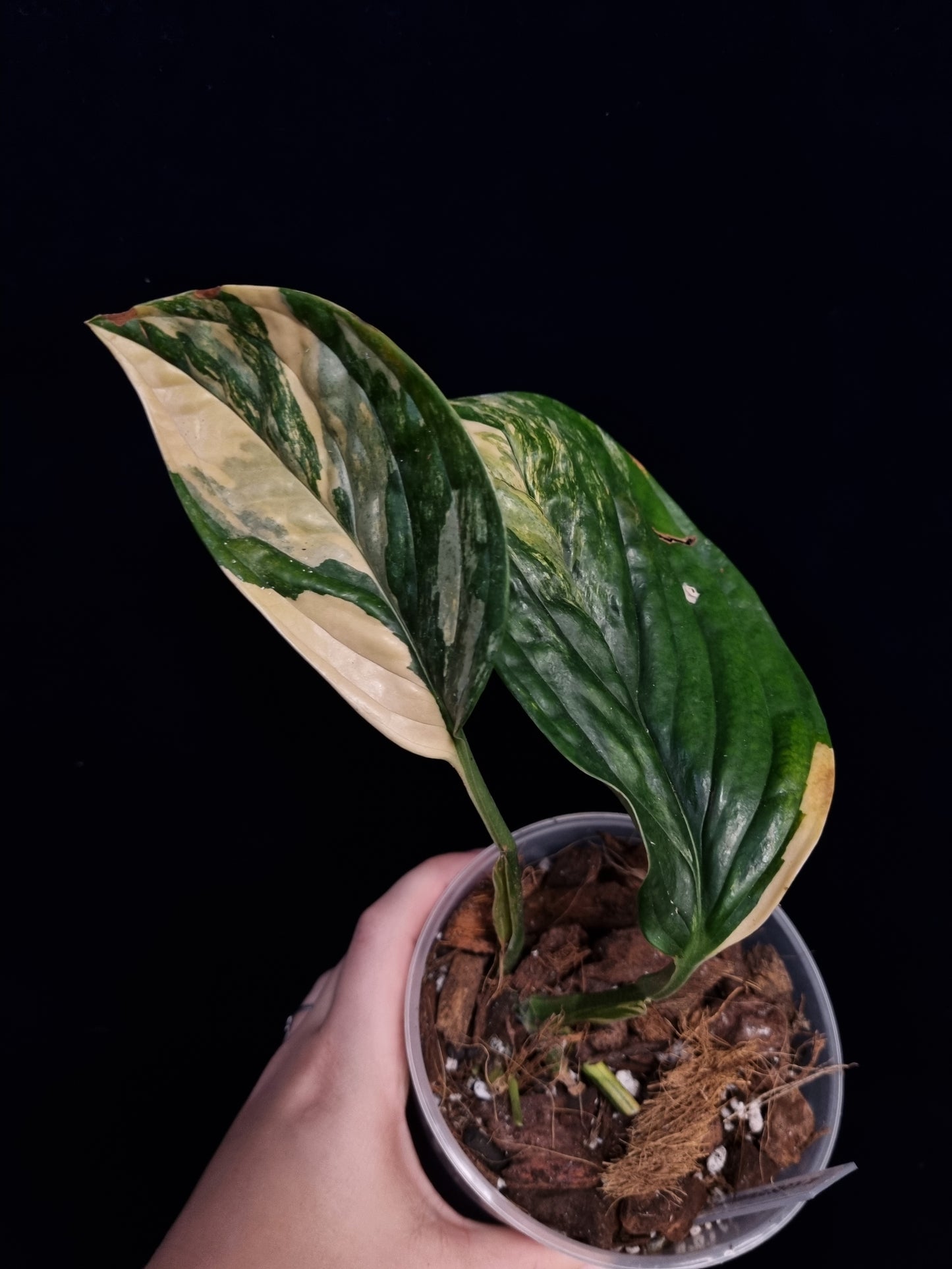 Monstera Karstenianum/Peru Variegata