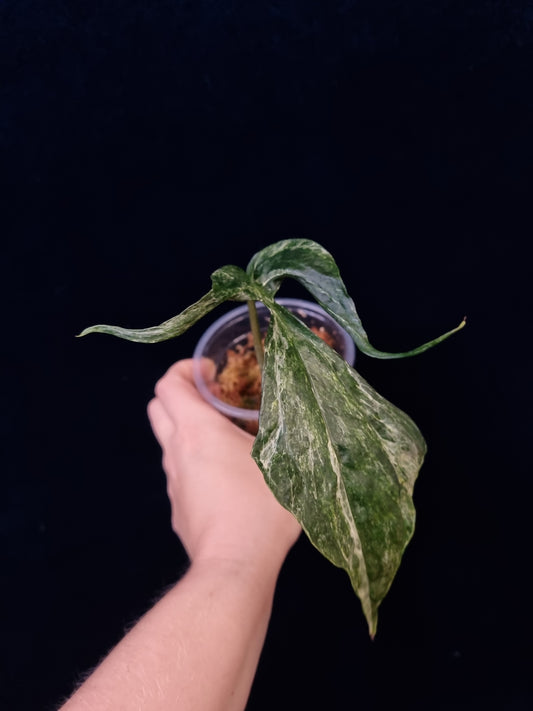 Amydrium Zippelianum Variegata