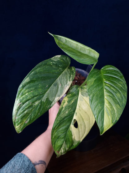 Monstera Obliqua Mayuna Variegata