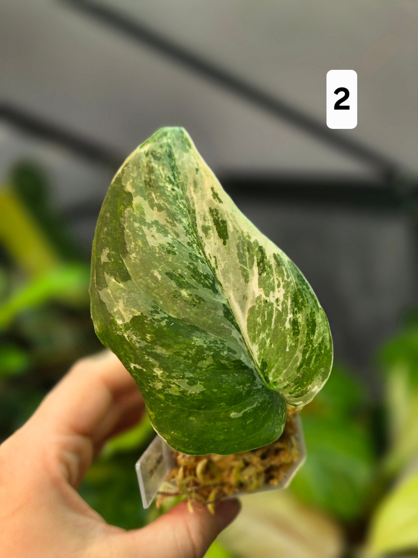 Scindapsus Halimoon Small