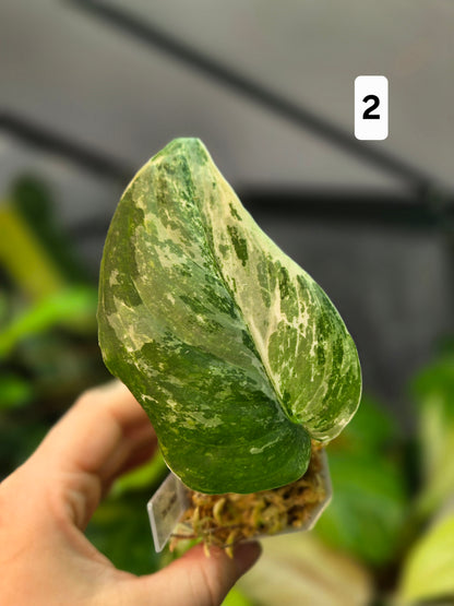 Scindapsus Halimoon Small