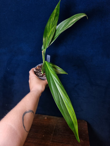 Epipremnum Amplissimum Aurea