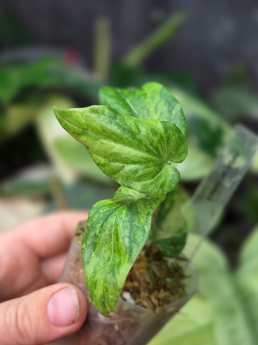 Piper SP. Aurea