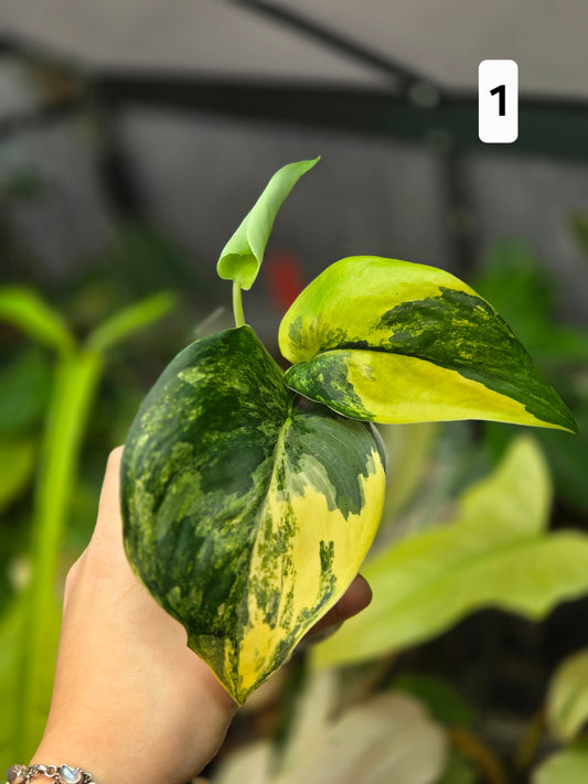 Scindapsus Jade Satin Aurea