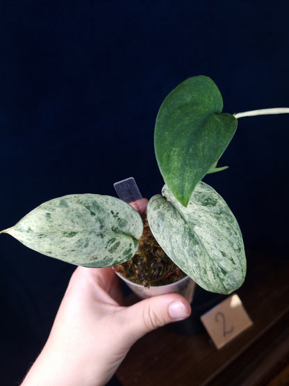 Scindapsus Jade Satin Marble Queen