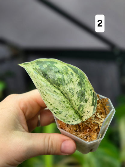 Scindapsus Peasun XS