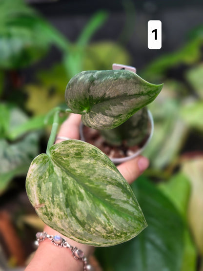 Scindapsus Silver Knight Variegata