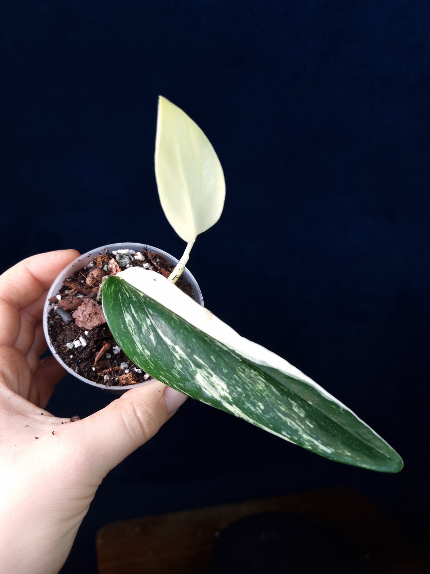Monstera Standleyana Aurea Small