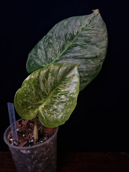 Philodendron Sodiroi Variegata