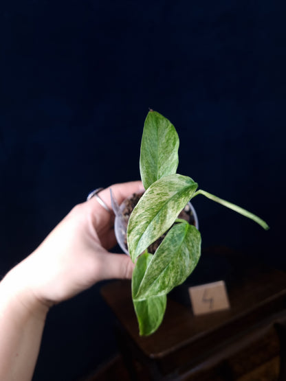 Monstera Laniata Mint