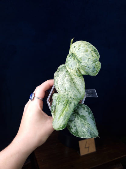 Scindapsus Peasun Medium