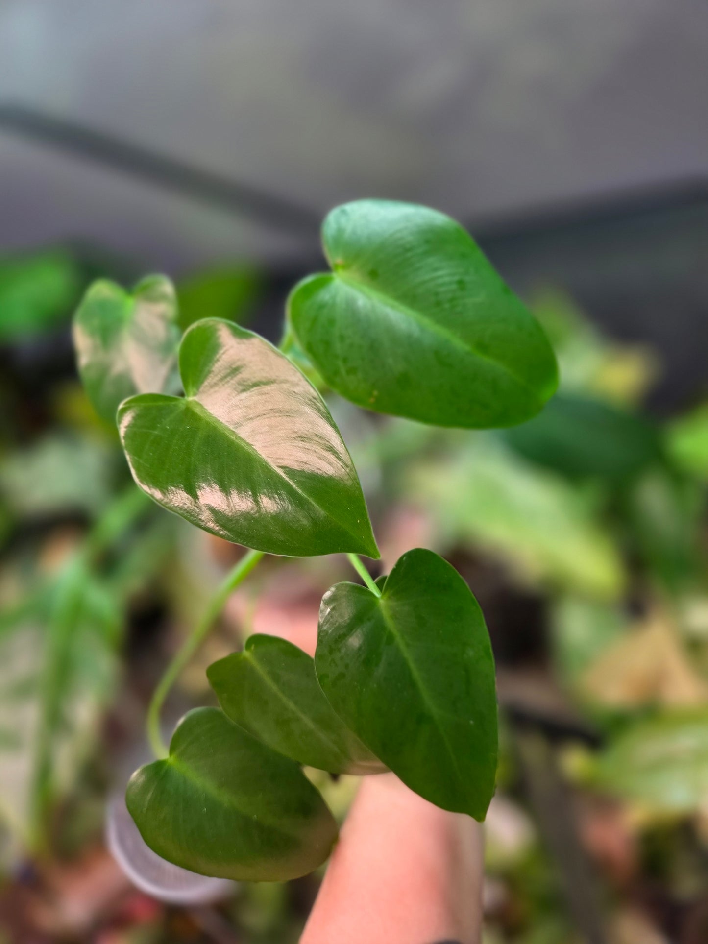 Philodendron Corcovadensis - Medium