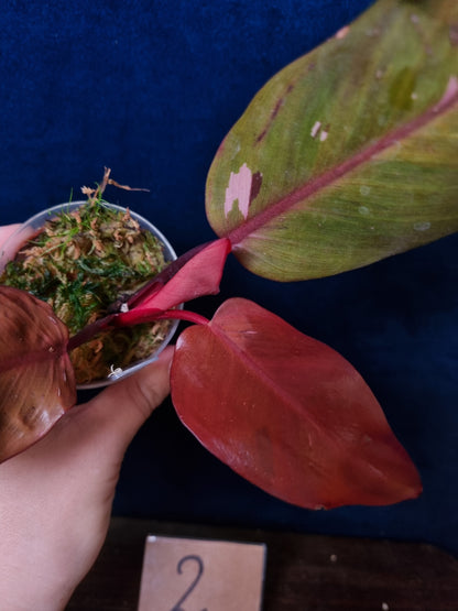 Philodendron Persimmon Princess