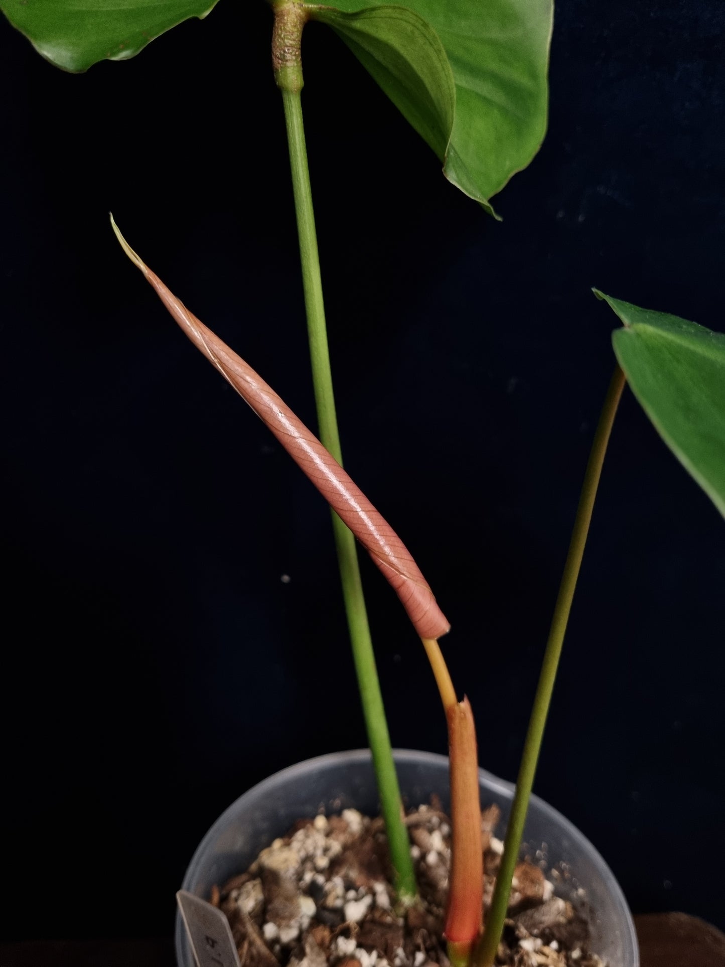 Philodendron Lynamii