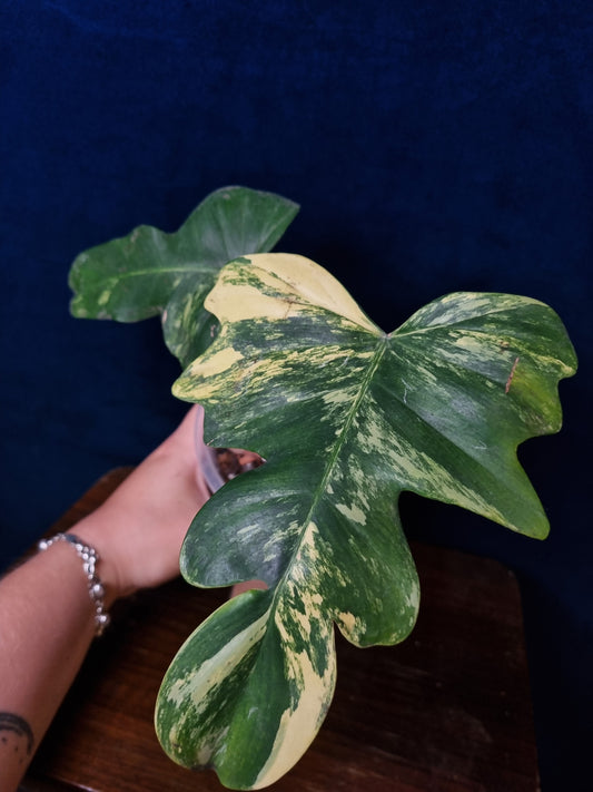 Philodendron Florida Beauty x Mayoi