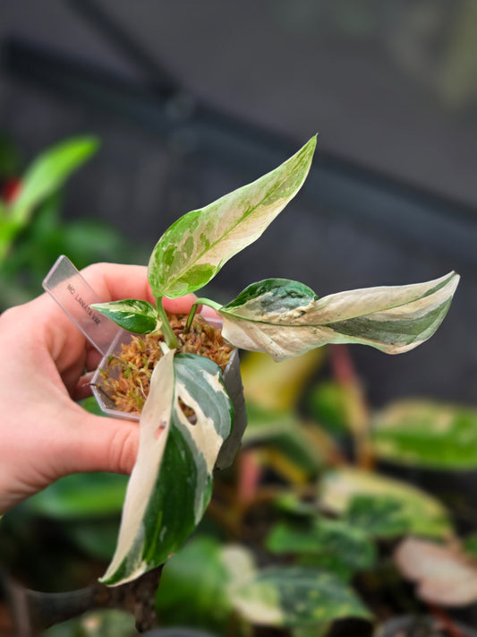Monstera Laniata Albo Variegata
