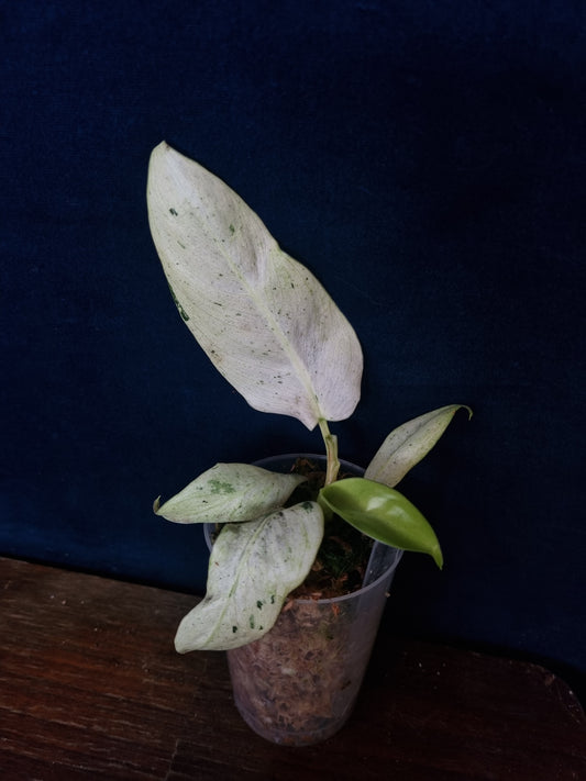 Philodendron Whipple Way Mottled