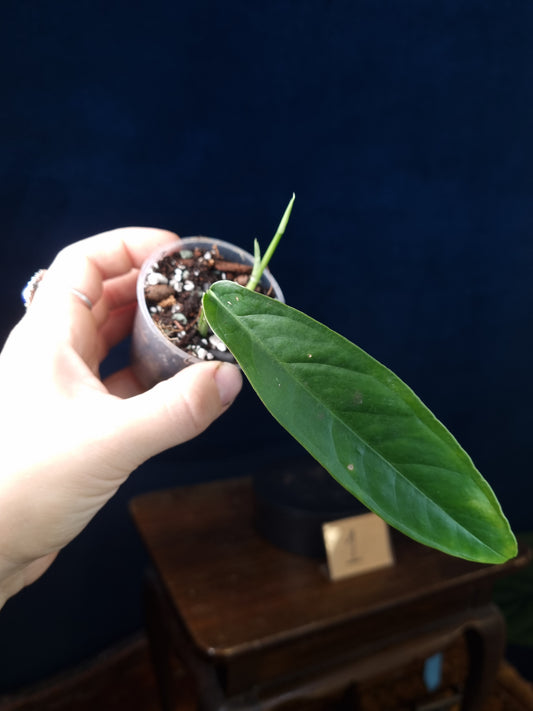 Monstera Obliqua Yasuni