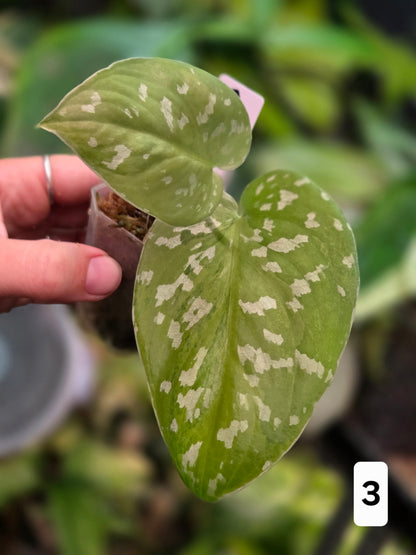 Scindapsus Sentarum Variegata