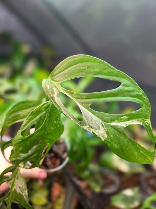 Monstera Adansonii Indonesian Marble