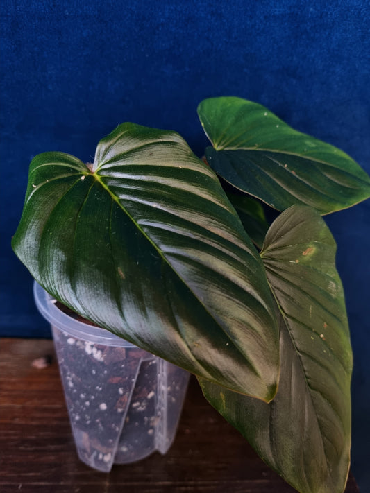 Philodendron Squamicaule Pink