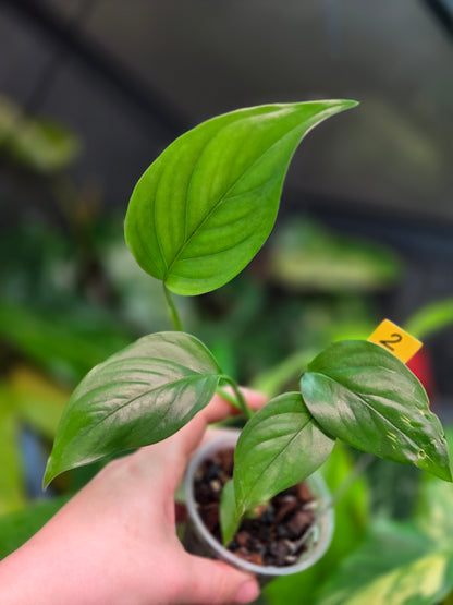 Monstera aff. Obliqua Filamentous