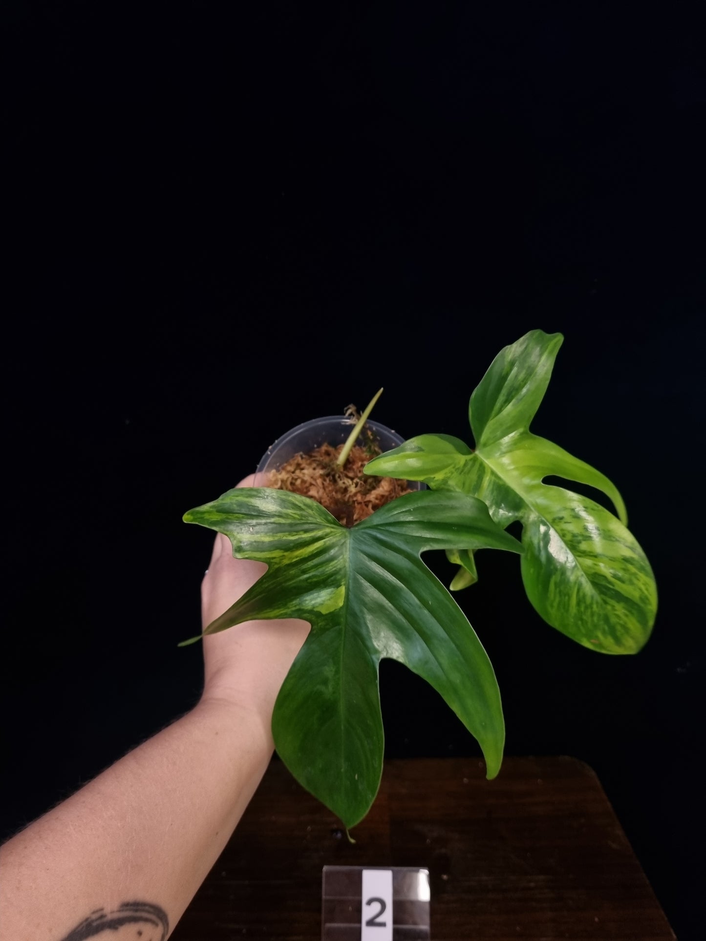 Philodendron Florida Beauty