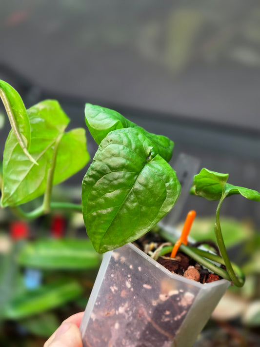 Monstera Membraceana 'Madison'