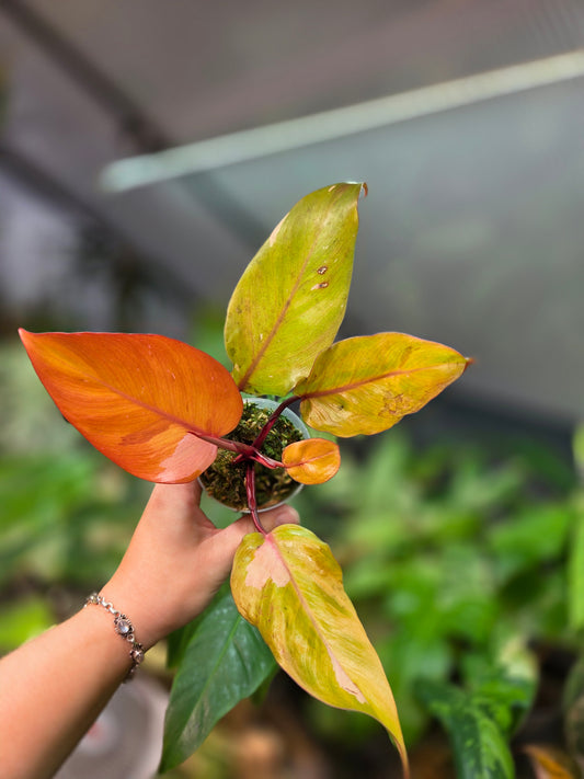 Philodendron Persimmon Princess