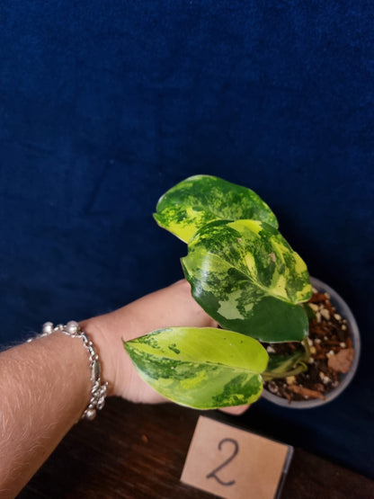Philodendron Burle Marx Variegata