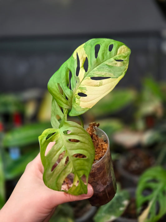Monstera Adansonii Aurea