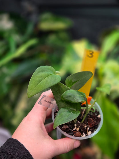 Monstera Sp.Velvet (peru)