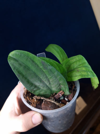 Rhaphidophora Korthalsii