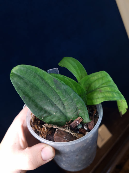 Rhaphidophora Korthalsii