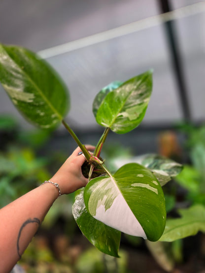 Philodendron White Princes Tricolor Lime/Fresh Aurea