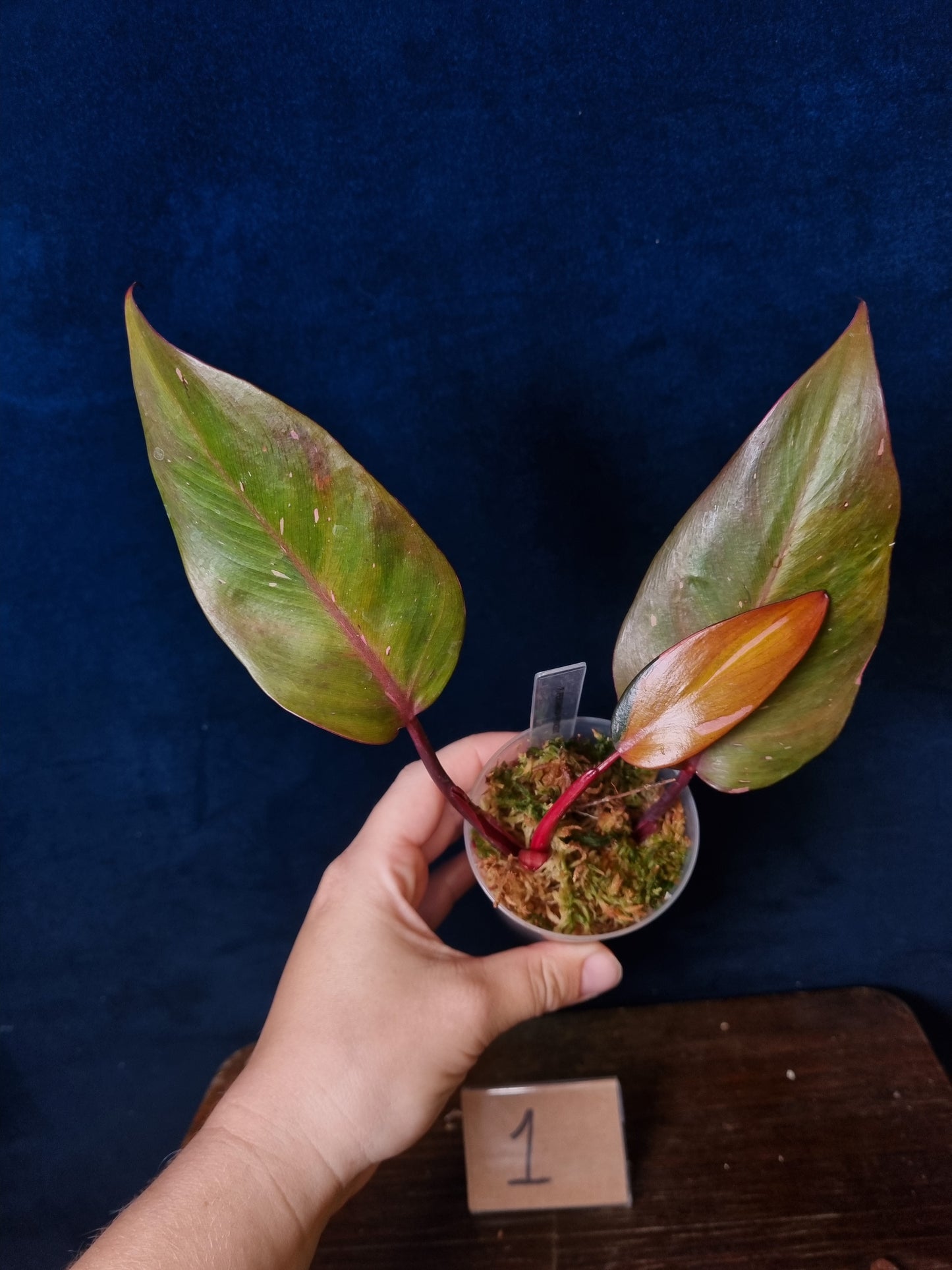 Philodendron Persimmon Princess