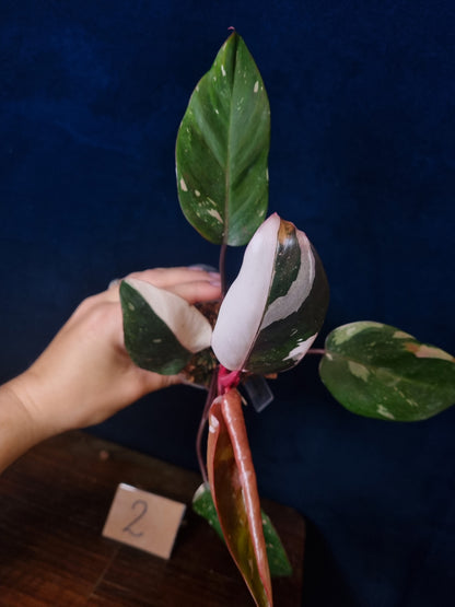 Philodendron Red Anderson High Variegation