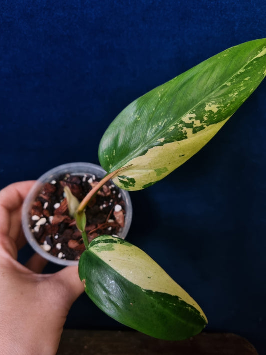 Philodendron Whipple Way Marble/Mint