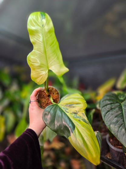 Philodendron Bipennifolium Variegata