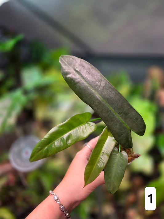 Philodendron Atabapoense