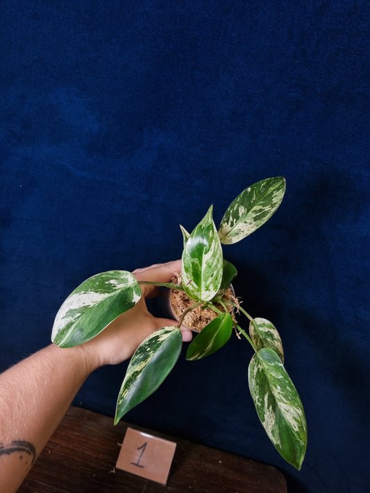 Philodendron Emerald Ice Medium