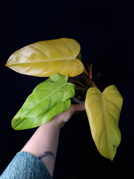 Philodendron Red Emerald Orange