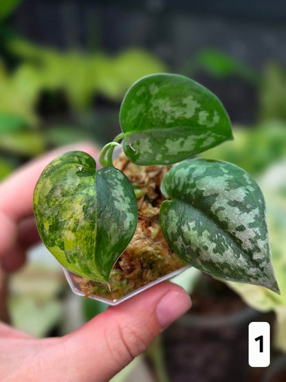 Scindapsus Apolaki