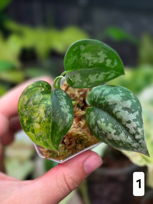 Scindapsus Apolaki