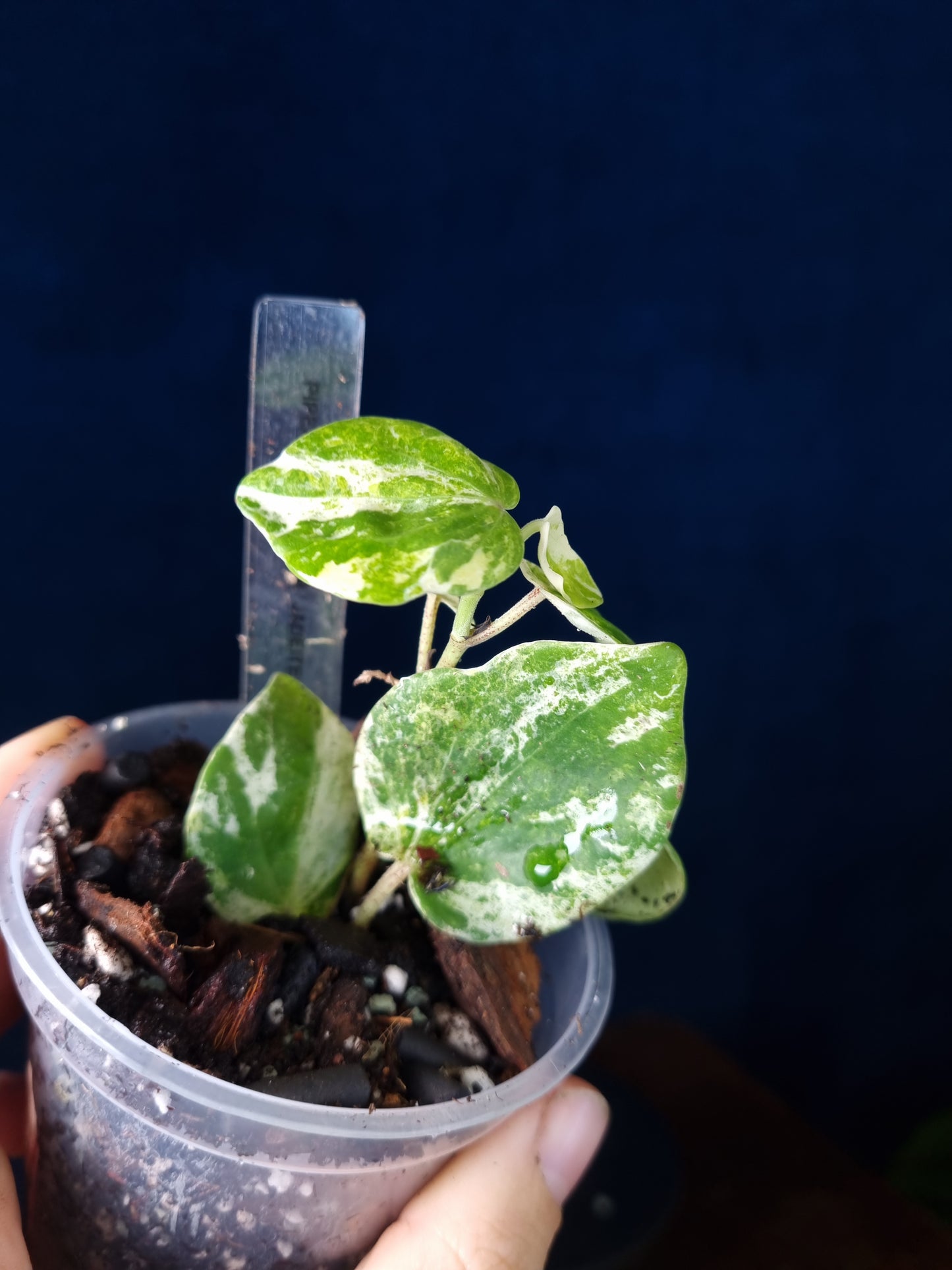 Piper SP Tricolor Jadeite